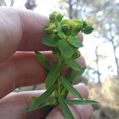 Euphorbia esuliformis