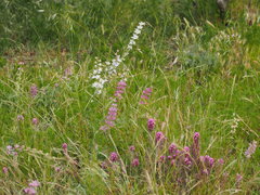 Lupinus microcarpus