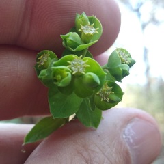 Euphorbia esuliformis