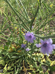 Cichorium pumilum