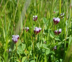 Trifolium variegatum variegatum