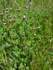 Trifolium variegatum variegatum