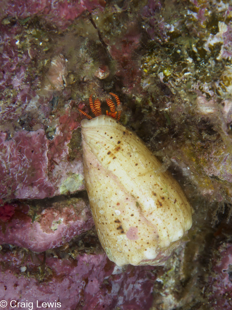 Cone Shell Hermit Crab from South Solitary Island, New South Wales ...