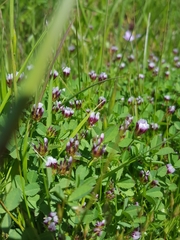 Trifolium variegatum variegatum