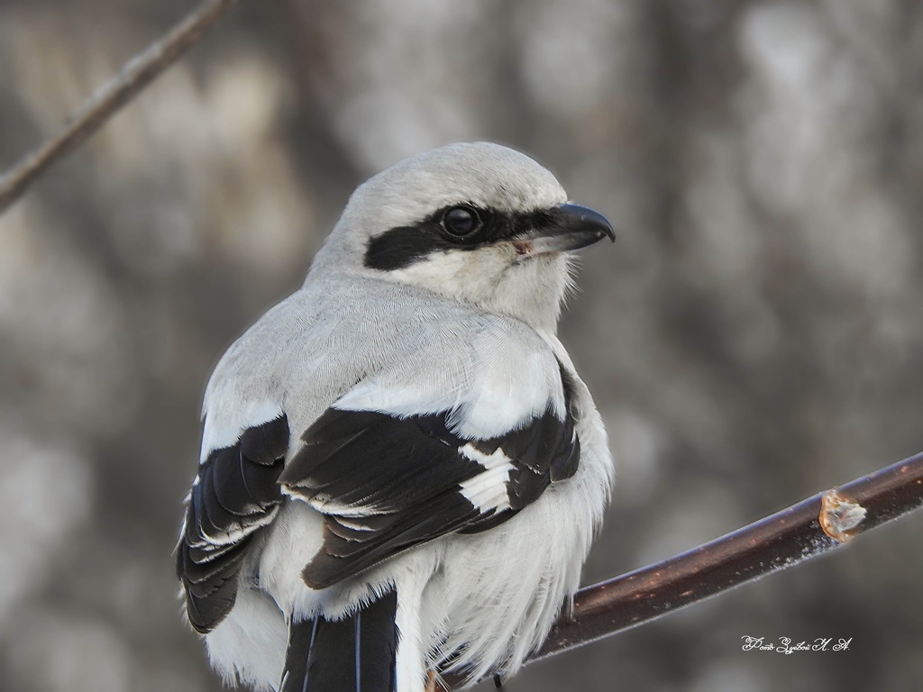 Great Gray Shrike from Тракторозаводский р-н, Челябинск, Челябинская ...