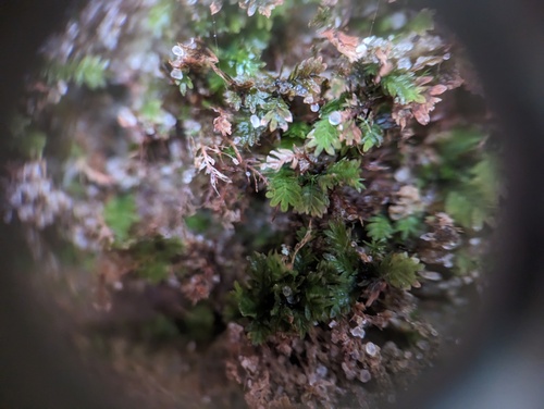 Blunt Pocket Moss (Fissidens obtusifolius)