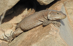 Canarian Spotted Lizard photo 4