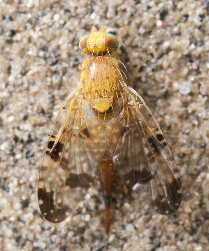 Xyphosia miliaria nuotrauka