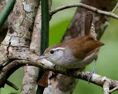 White-Bellied Wren photo 2