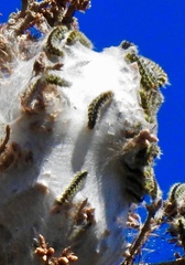 Lophocampa ingens