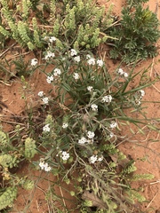 Cryptantha crassisepala crassisepala