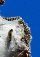 Lophocampa ingens