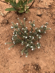 Cryptantha crassisepala crassisepala