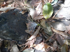 Pseudobombax palmeri