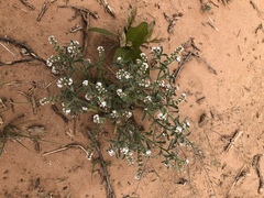 Cryptantha crassisepala crassisepala