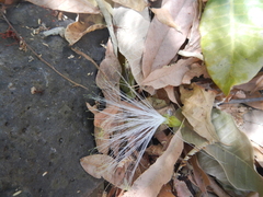 Pseudobombax palmeri