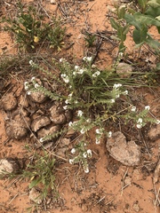 Cryptantha crassisepala crassisepala