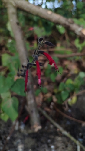 Image of Salvia longistyla by (c) Javier Bucio, some rights reserved (CC BY)