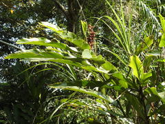 Alpinia uraiensis