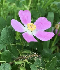 Rosa pinetorum