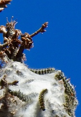 Lophocampa ingens