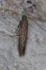 Scrobipalpula