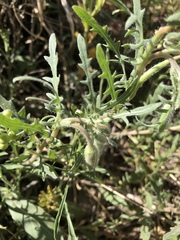 Oenothera albicaulis