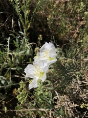Oenothera albicaulis