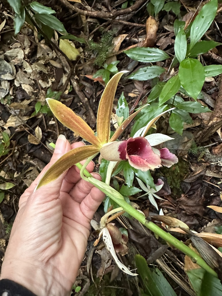 Calanthe tankervilleae