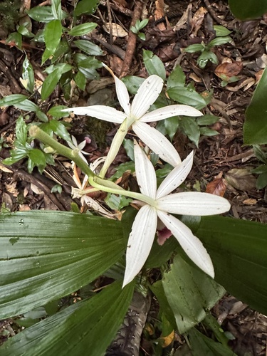 Calanthe tankervilleae