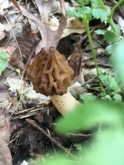 Morchella punctipes