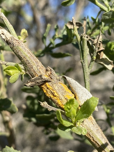 iNaturalist observation photo of coyote brush rust