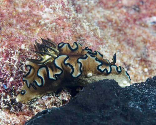 Glossodoris atromarginata, 2024-01-27