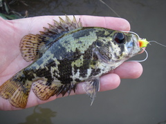 Shadow Bass photo 5