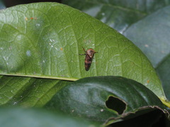 Drabescus