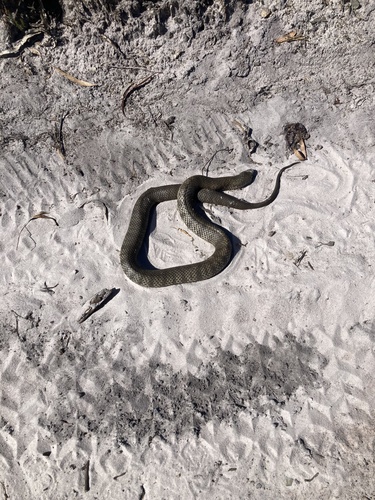 Tiger Snake sighting