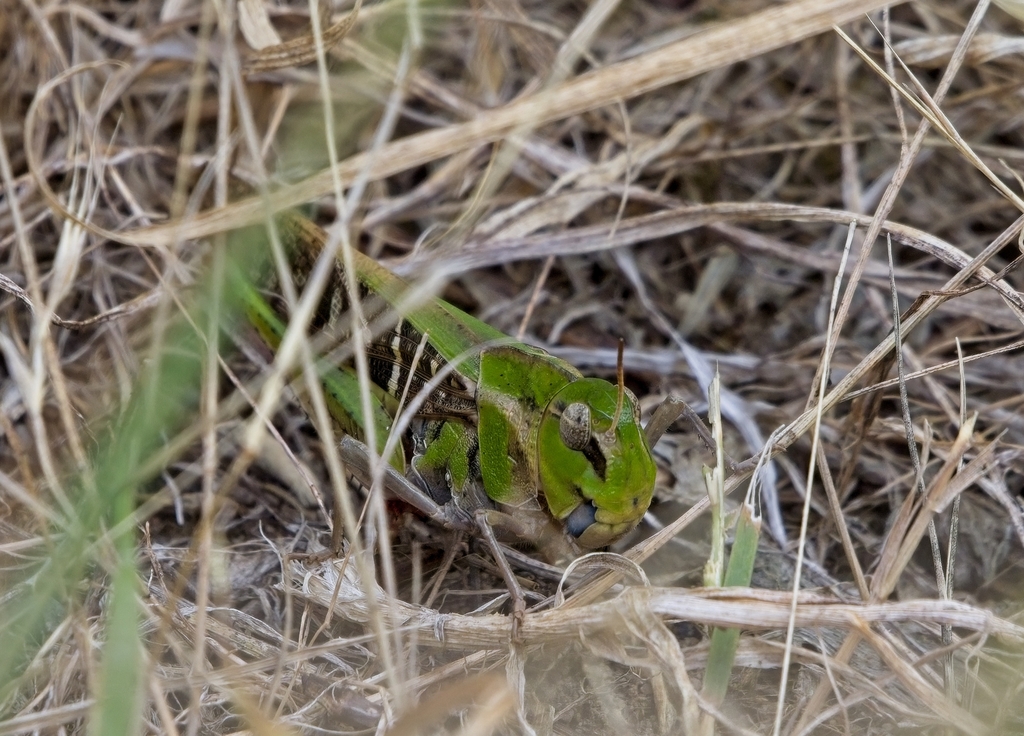 Australian Yellow-winged Locust from Latrobe TAS 7307, Australia on ...