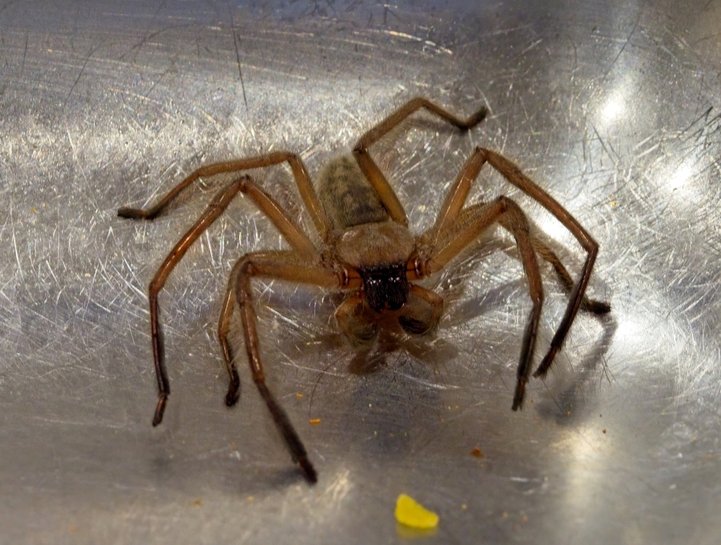 Social Huntsman Spider In January 2024 By Nimal Karunajeewa INaturalist   Large 