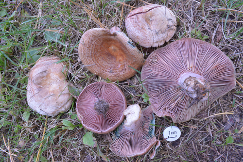 Lactarius sanguifluus