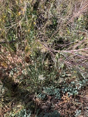 Scorzonera laciniata