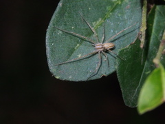Hygropoda