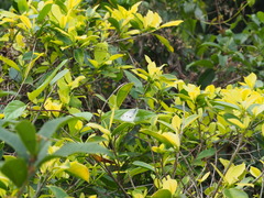 Pieris rapae crucivora