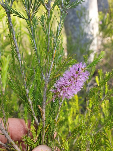 Melaleuca erubescens observed 2024-01-29