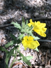 Oenothera grandis