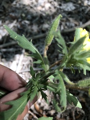 Oenothera grandis