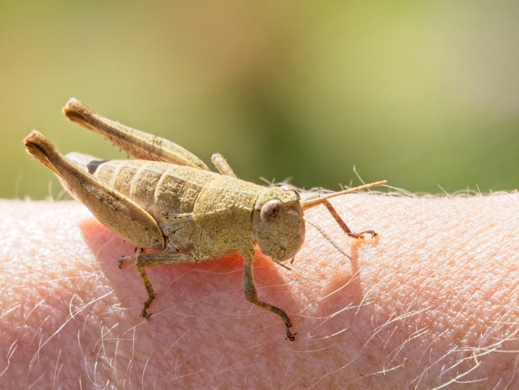 Tasmanian Grasshopper from Riverside TAS 7250, Australia on January 28 ...