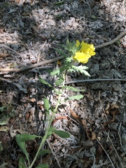 Oenothera grandis