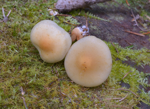 Hypholoma capnoides