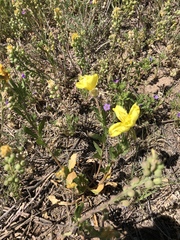 Oenothera grandis