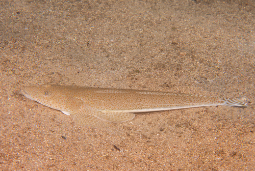 Bartail flathead (Platycephalus endrachtensis) — Platycephalidae — 5